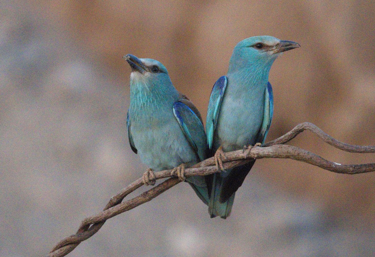 mandelík hajní - ML646576575