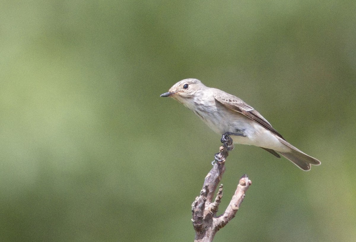 lejsek šedý - ML646576577