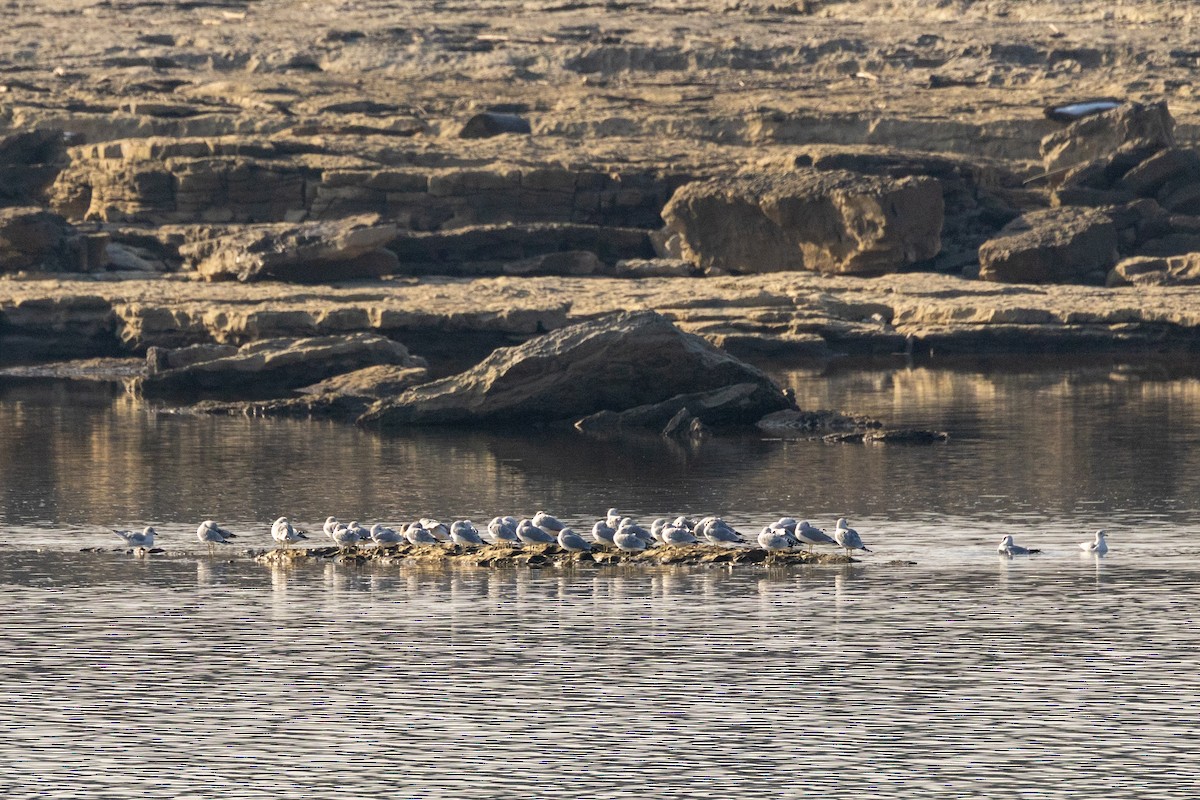 Gavina americana - ML646576578