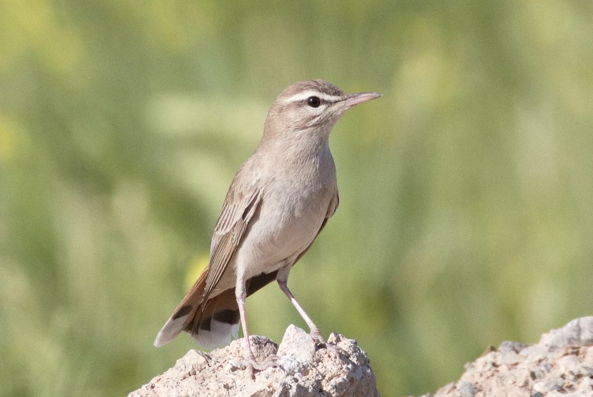 pěvec ryšavý - ML646576579