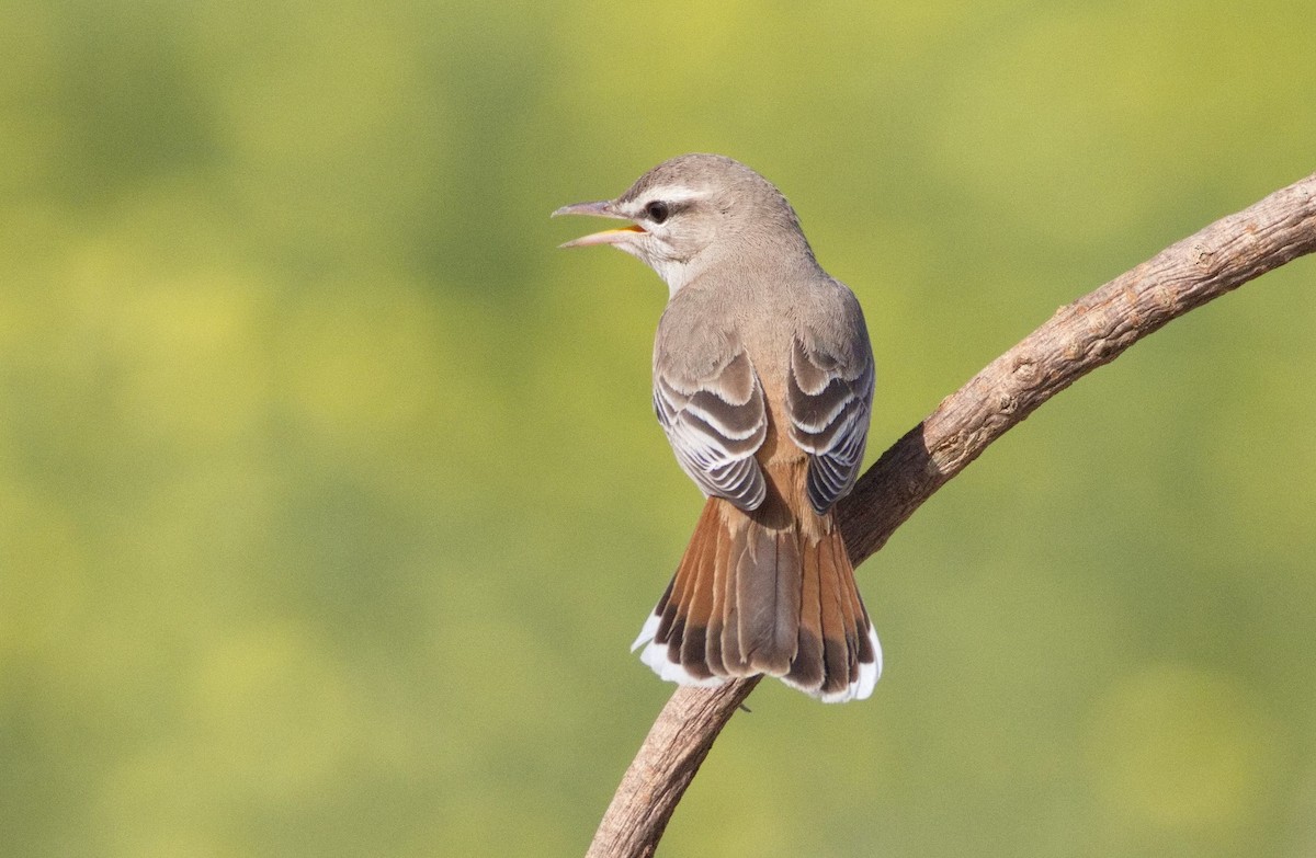 pěvec ryšavý - ML646576580