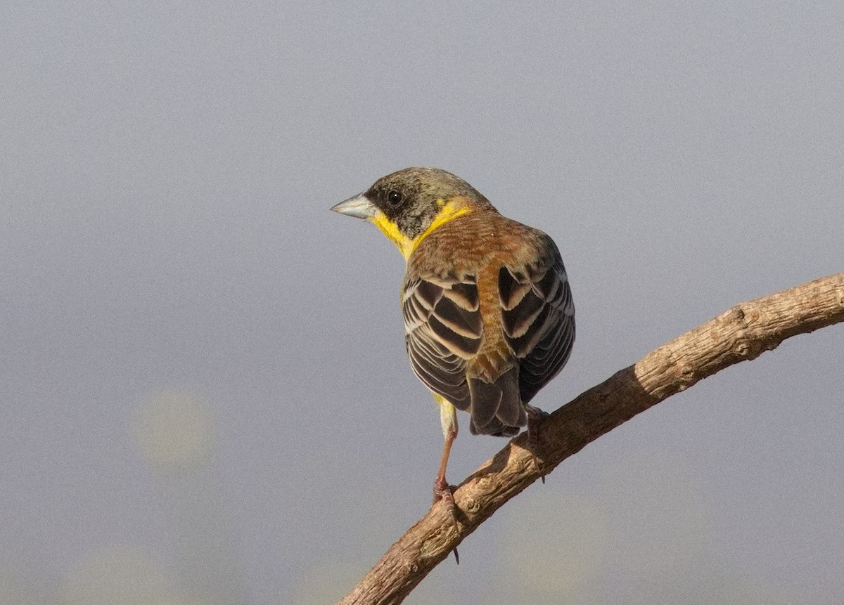 strnad černohlavý - ML646576587