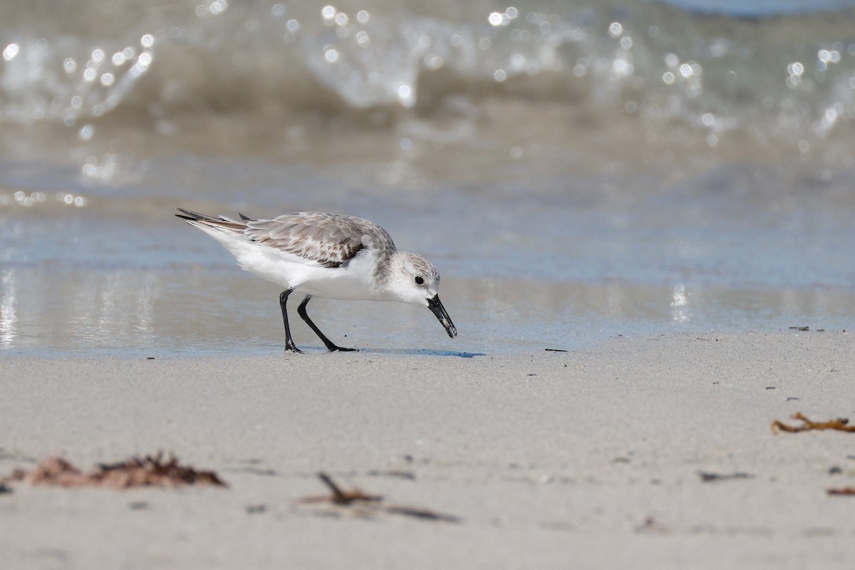 Sanderling - ML646576591