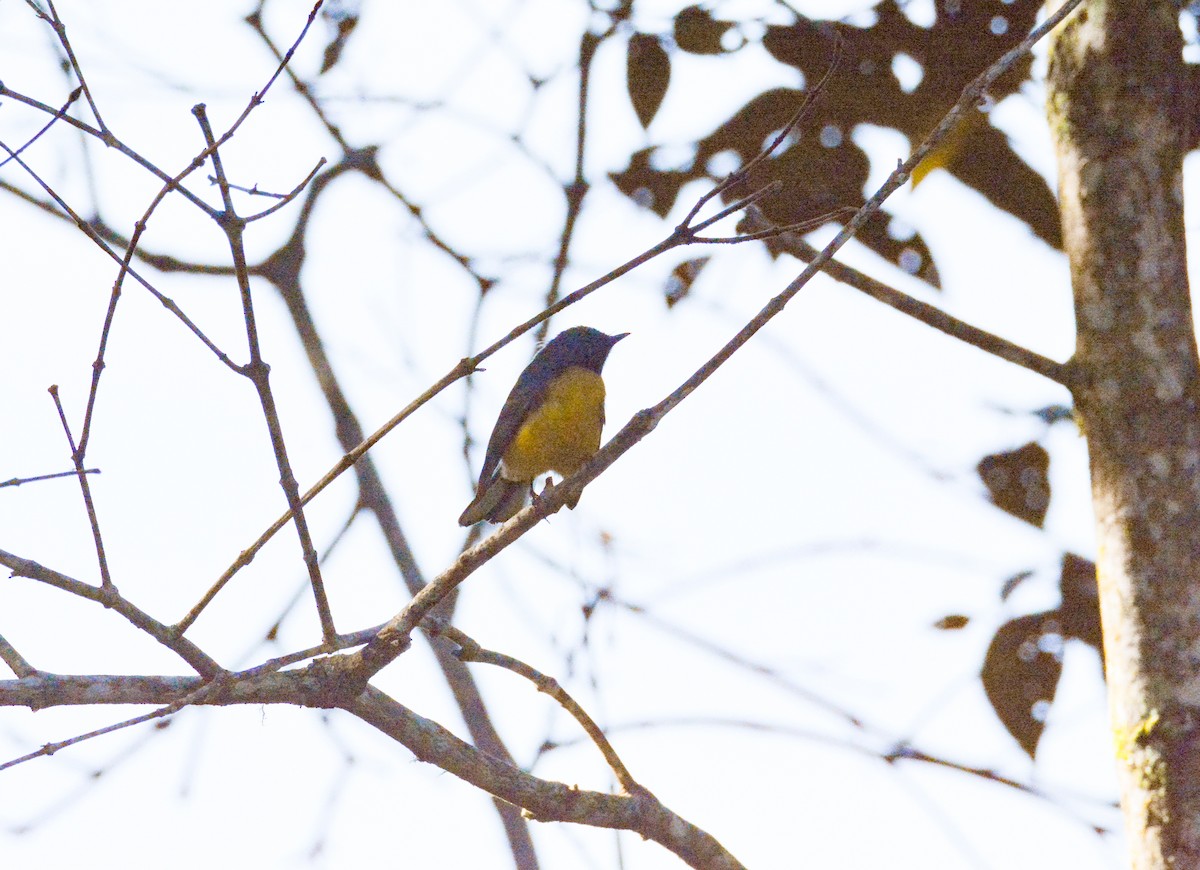 Slate-throated Redstart - ML646576596