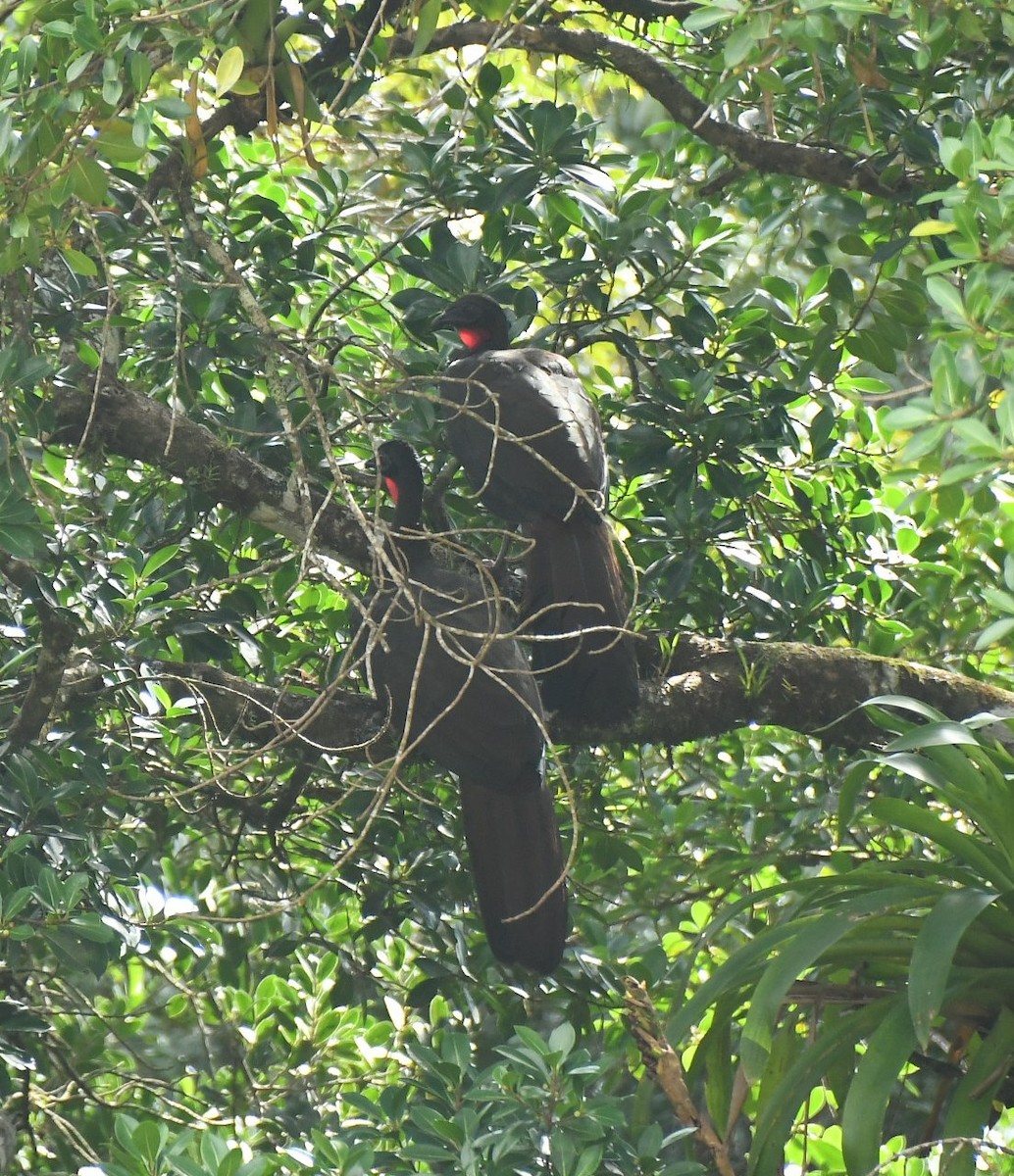 カンムリシャクケイ - ML646576601