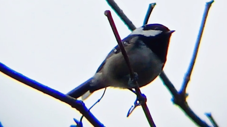 Coal Tit - ML646576602