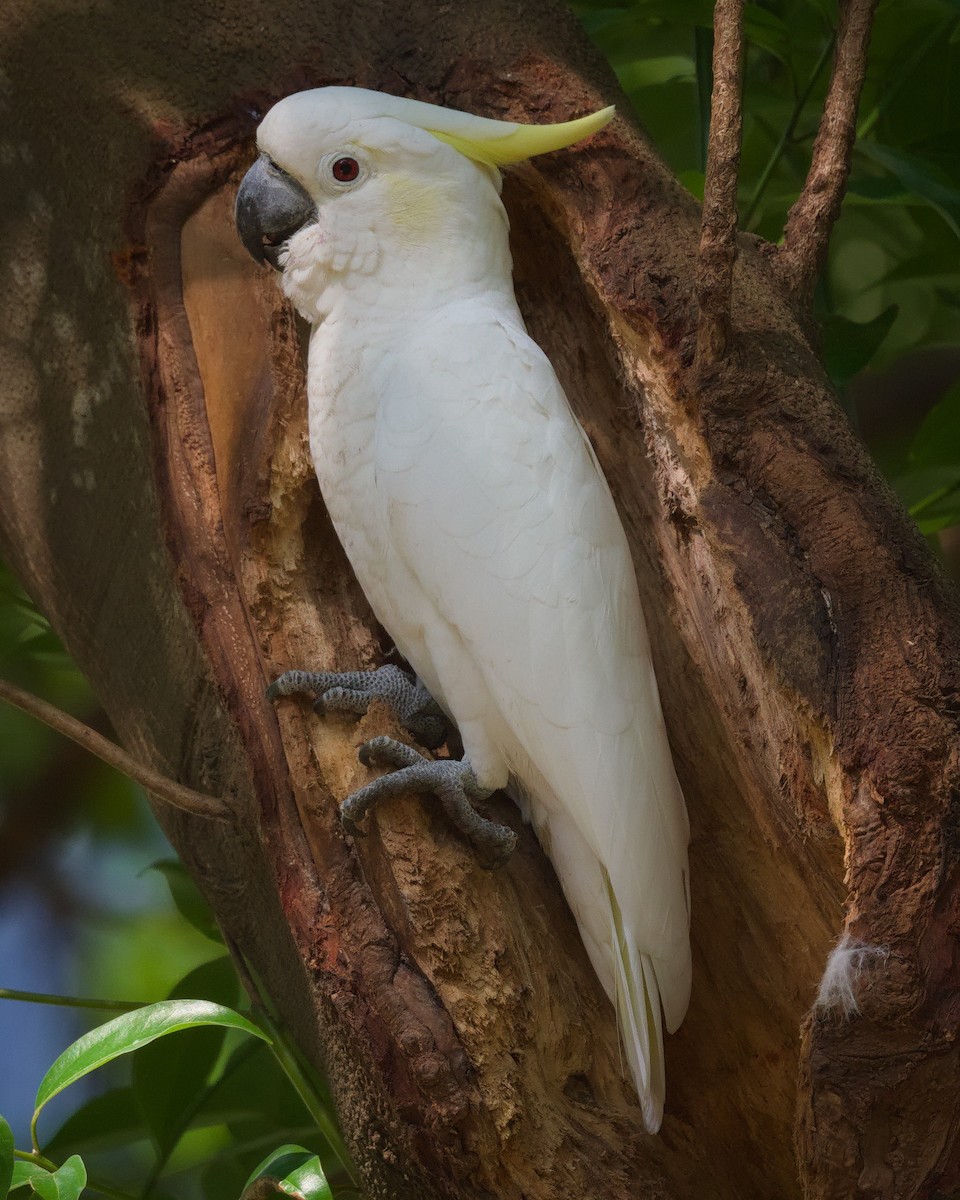 Малый желтохохлый какаду - ML646576603