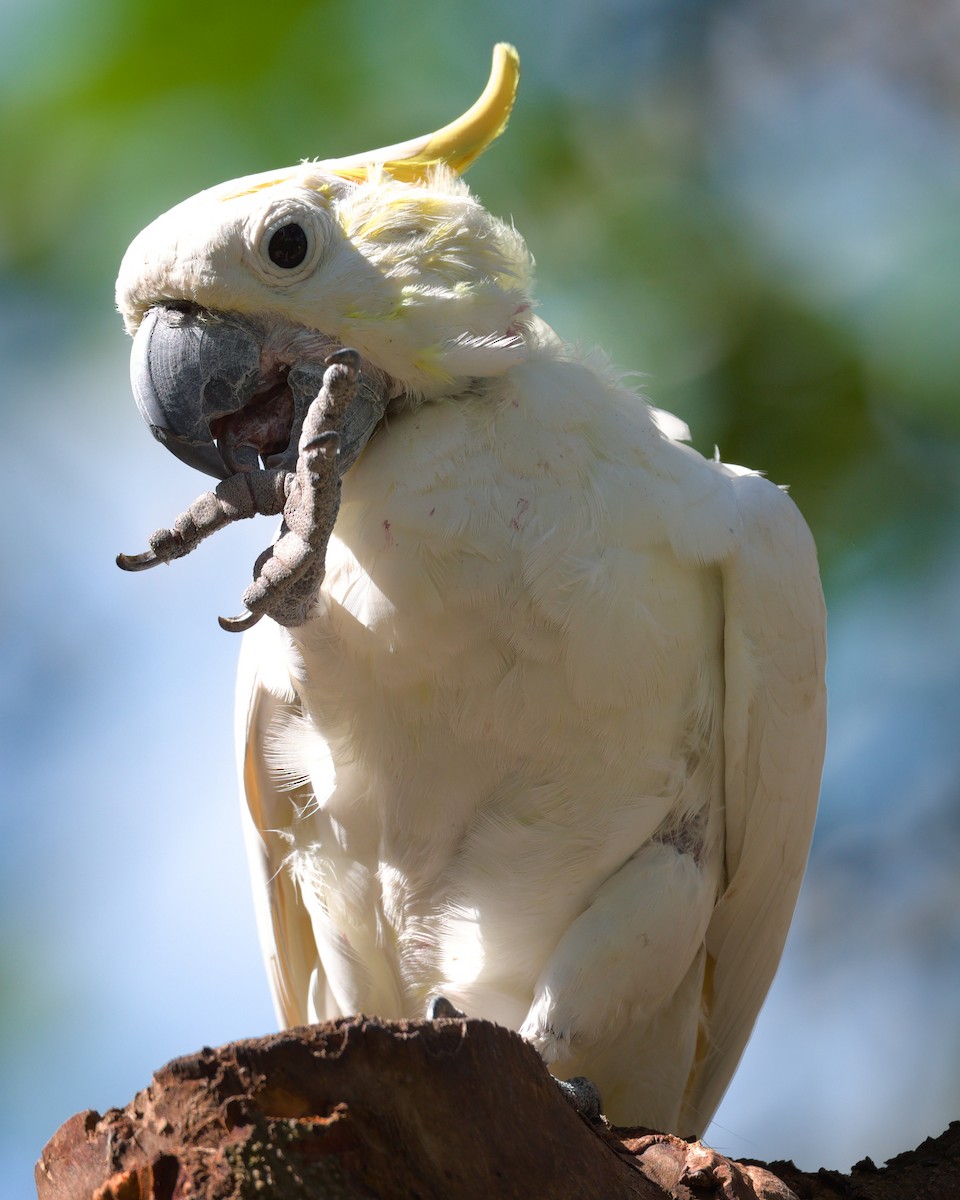 Малый желтохохлый какаду - ML646576604