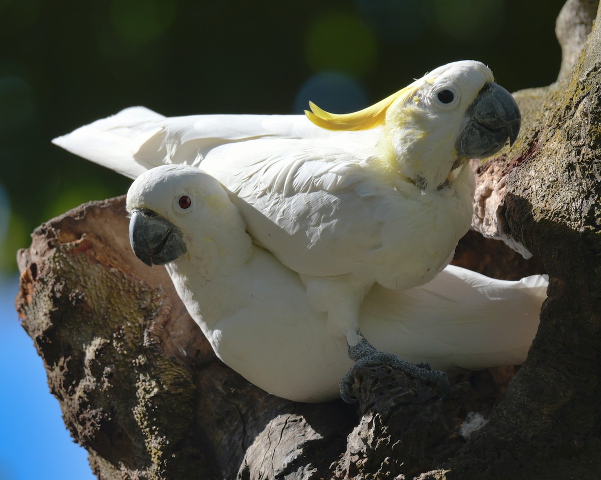 Малый желтохохлый какаду - ML646576605