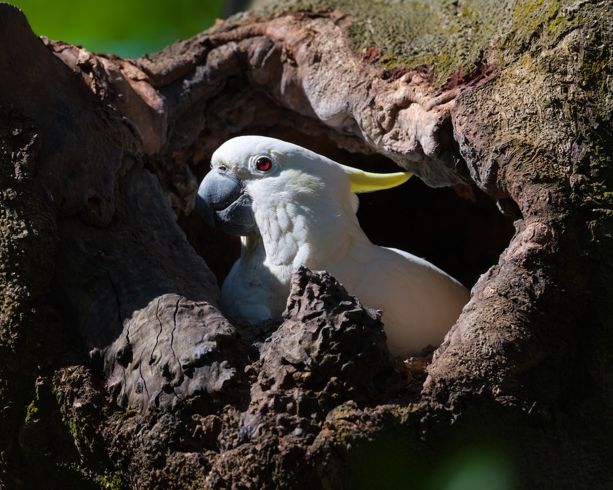 Малый желтохохлый какаду - ML646576606
