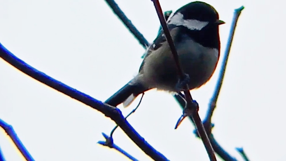 Coal Tit - ML646576607