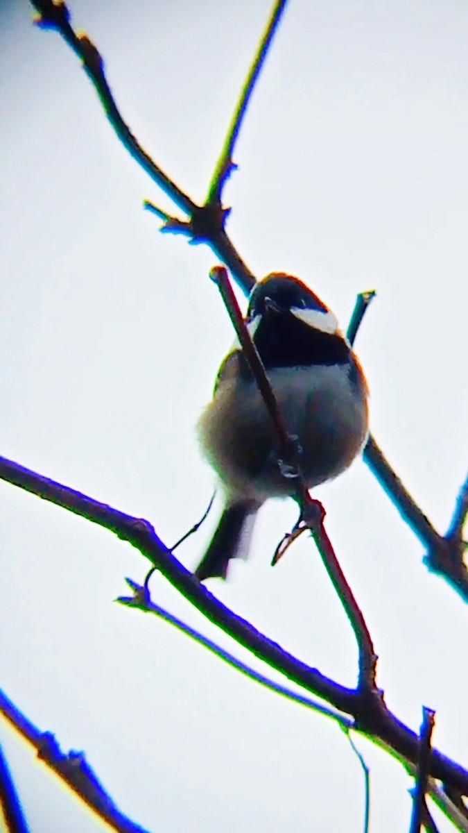 Coal Tit - ML646576609