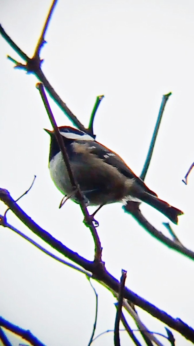 Coal Tit - ML646576610