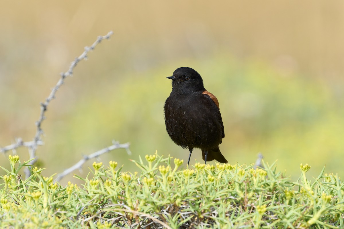 Austral Negrito - ML646576611