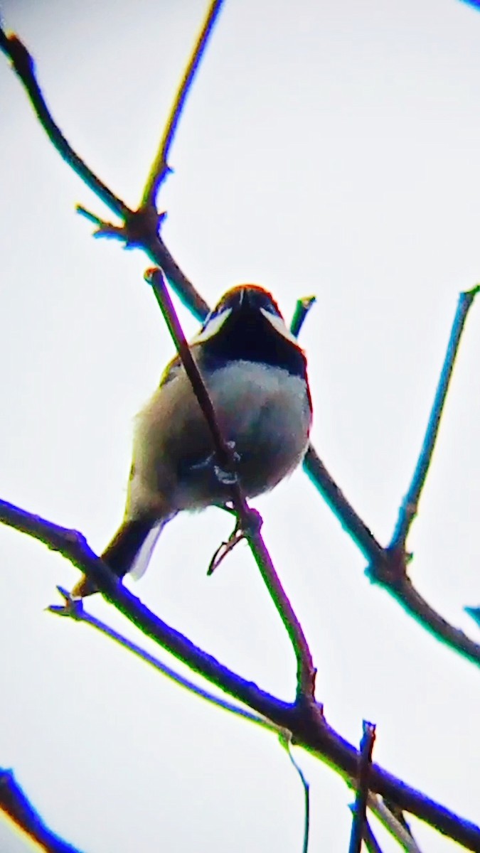 Coal Tit - ML646576612