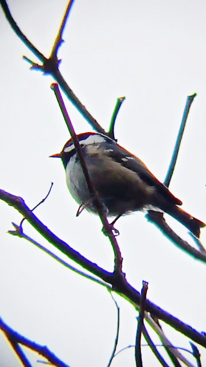 Coal Tit - ML646576613