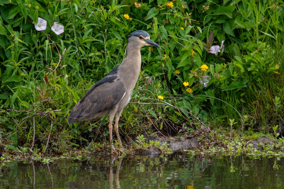 Gece Balıkçılı - ML646576614