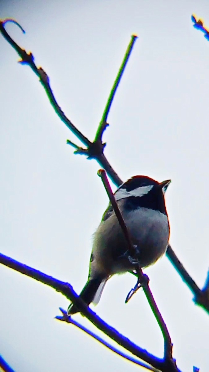 Coal Tit - ML646576615