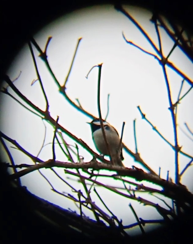 Coal Tit - ML646576616