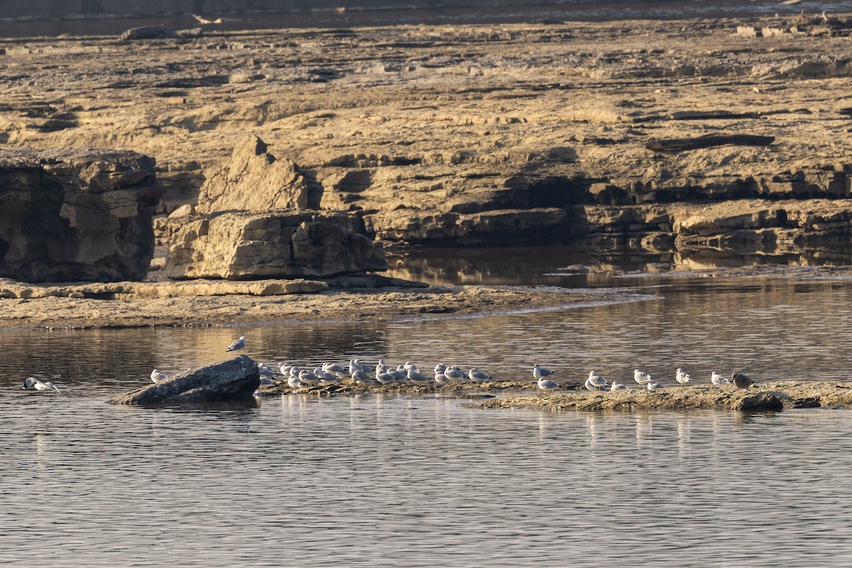 Gavina americana - ML646576617