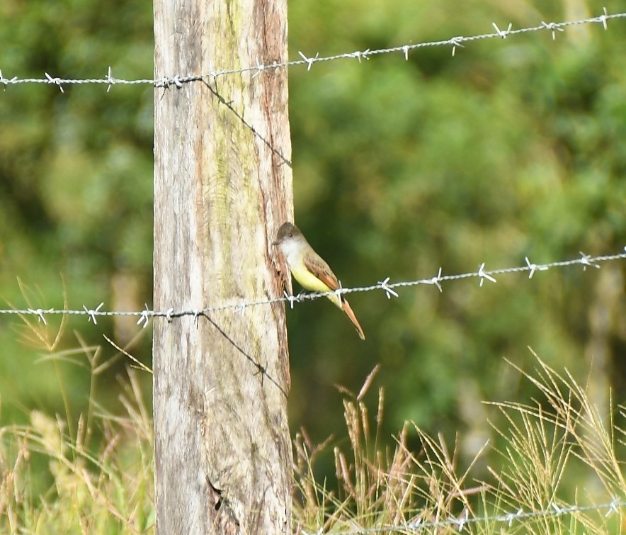 オリーブヒタキモドキ - ML646576618