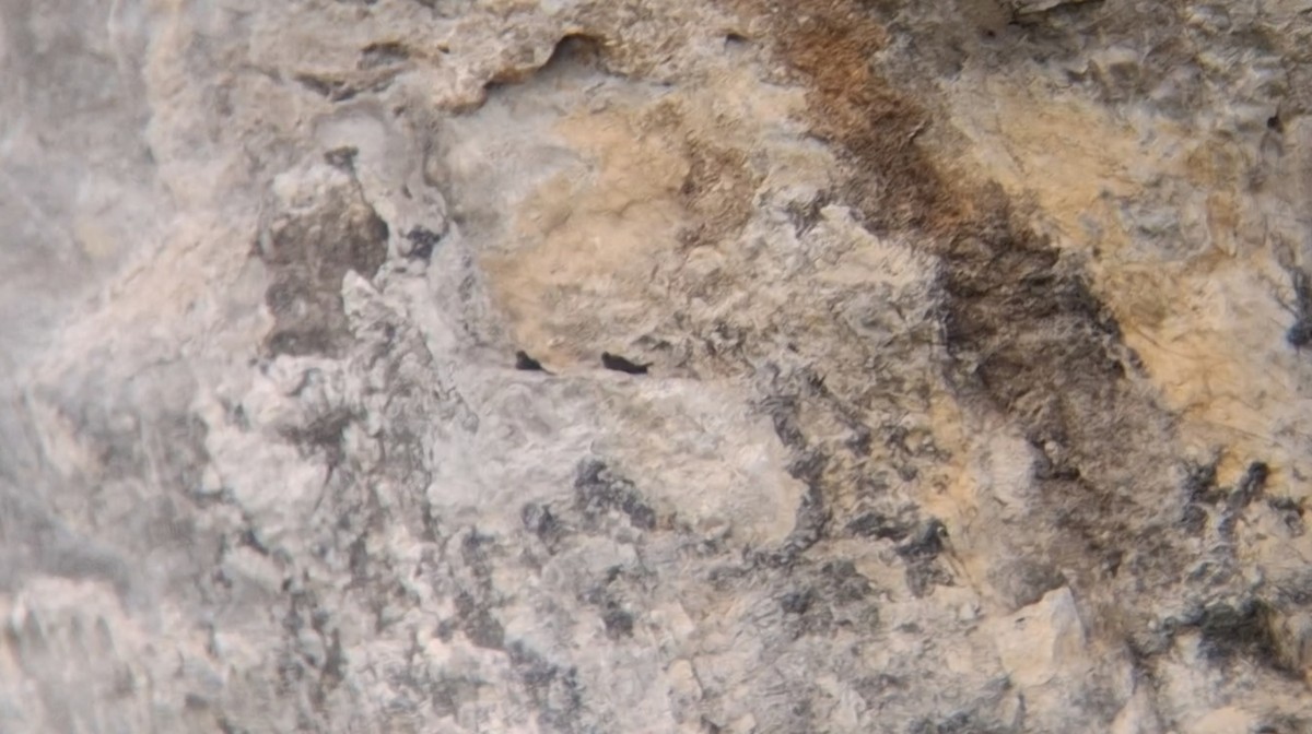 インドチャイロツバメ - ML646576620