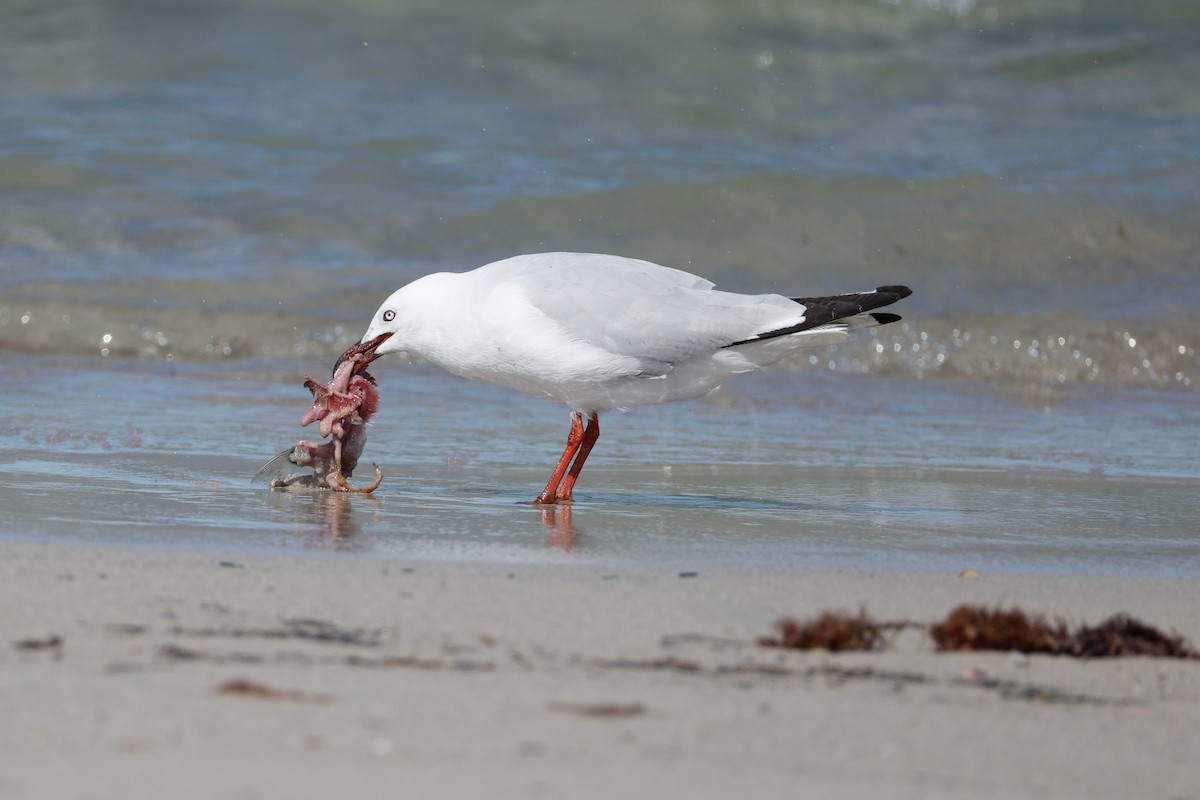 Silver Gull - ML646576621