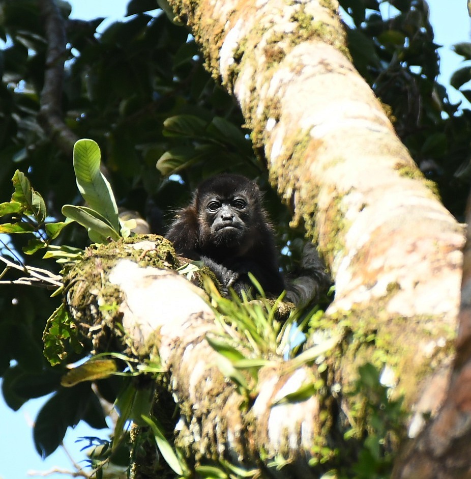 ホエザル属 - ML646576623