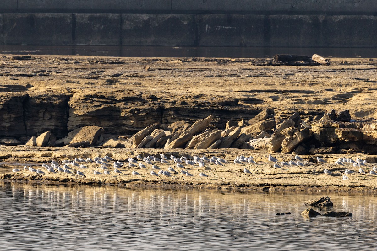 Gavina americana - ML646576629