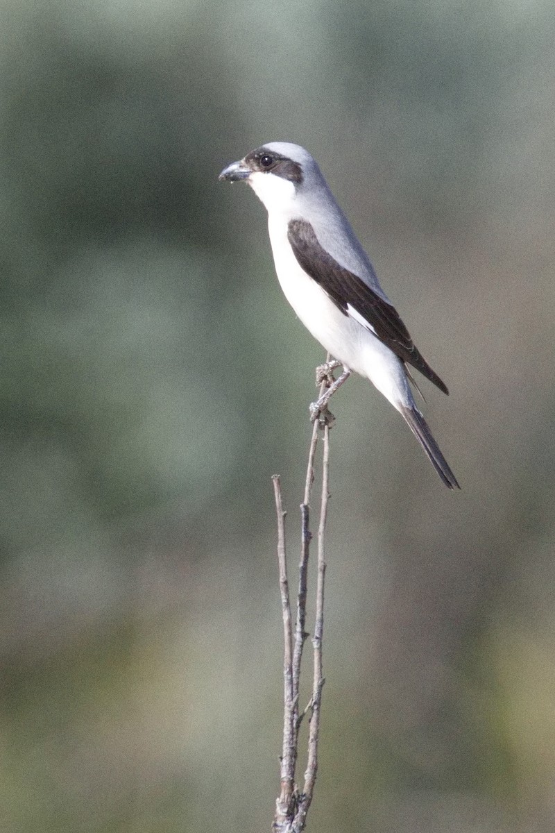 Lesser Gray Shrike - ML646576630
