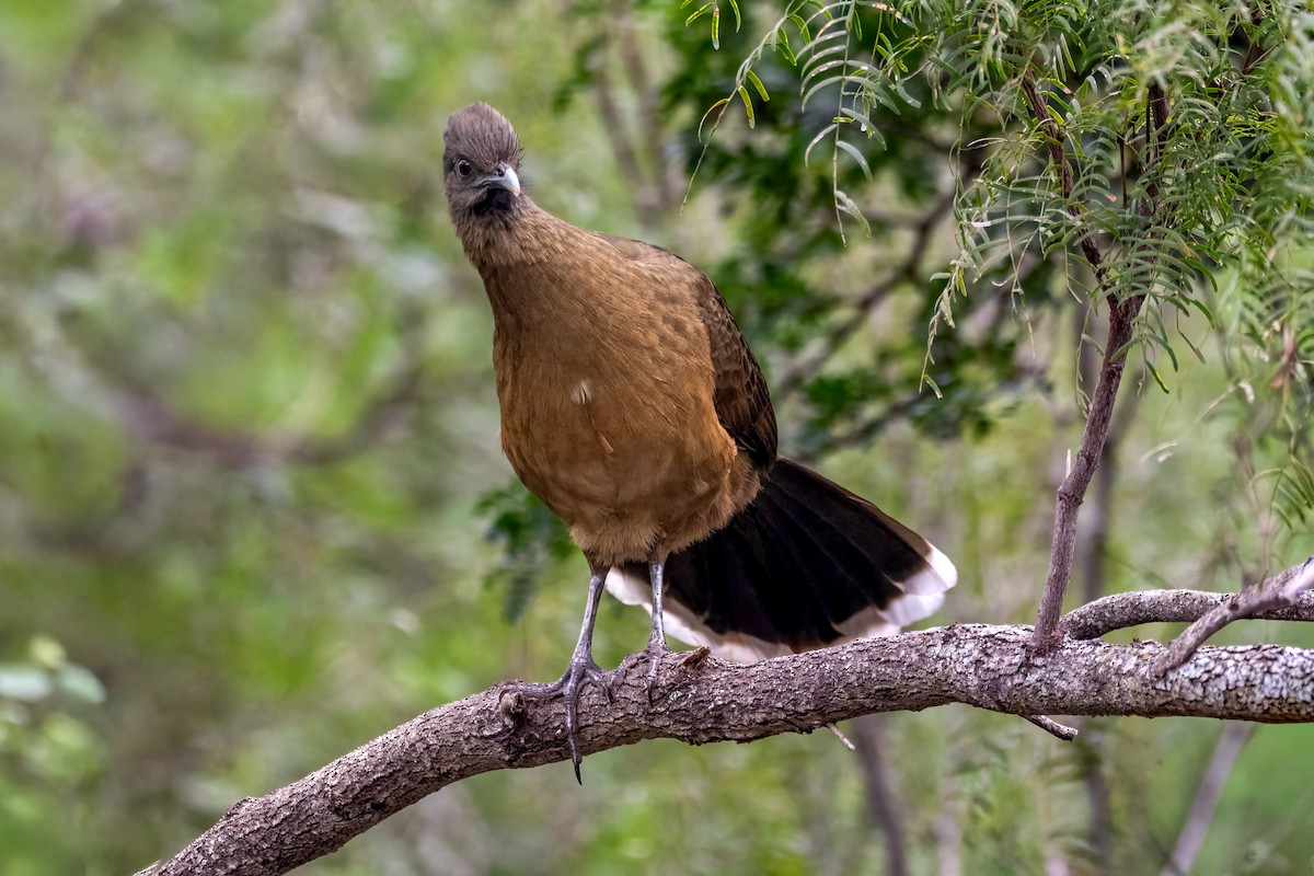 kratthokko - ML646576632