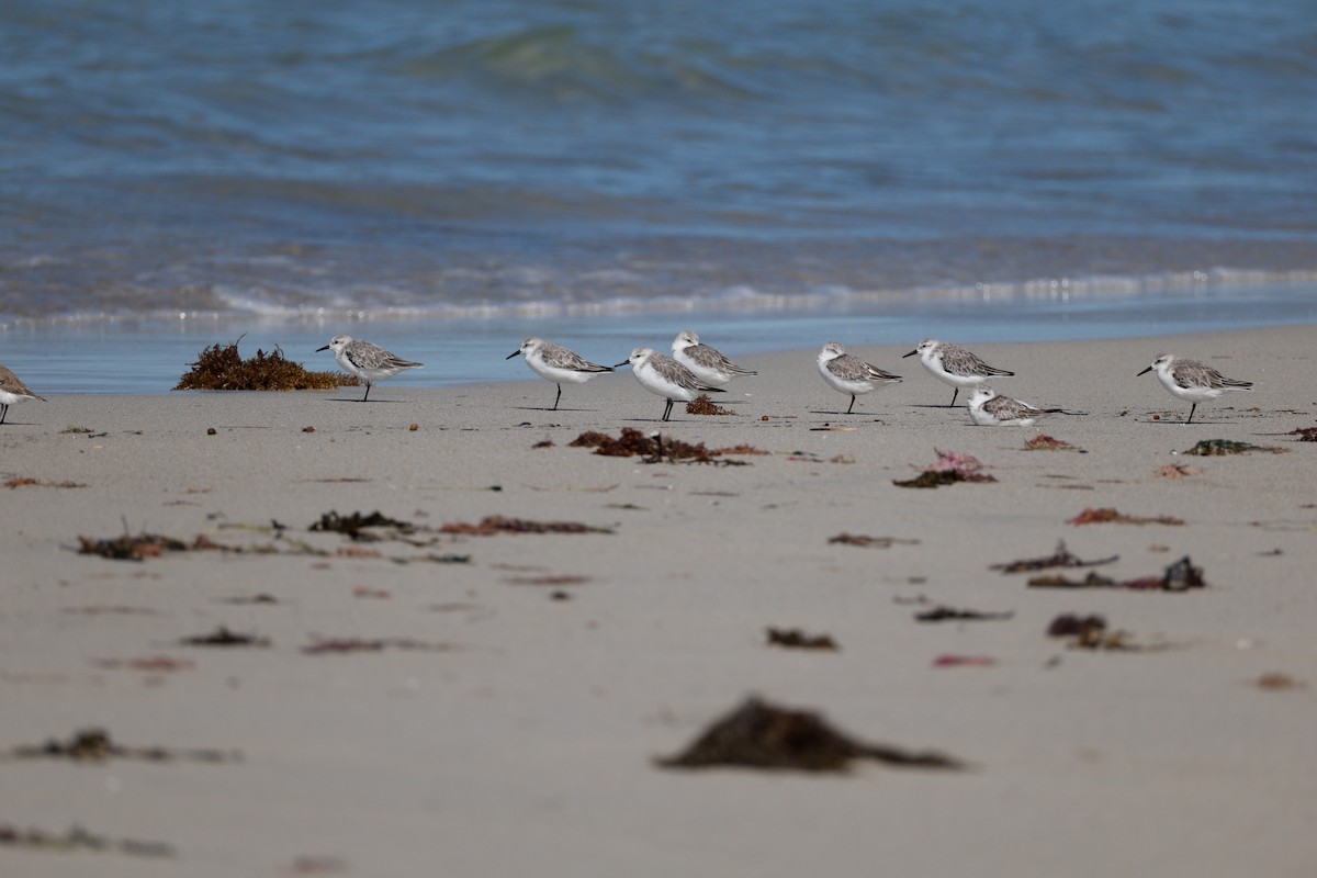 Sanderling - ML646576634