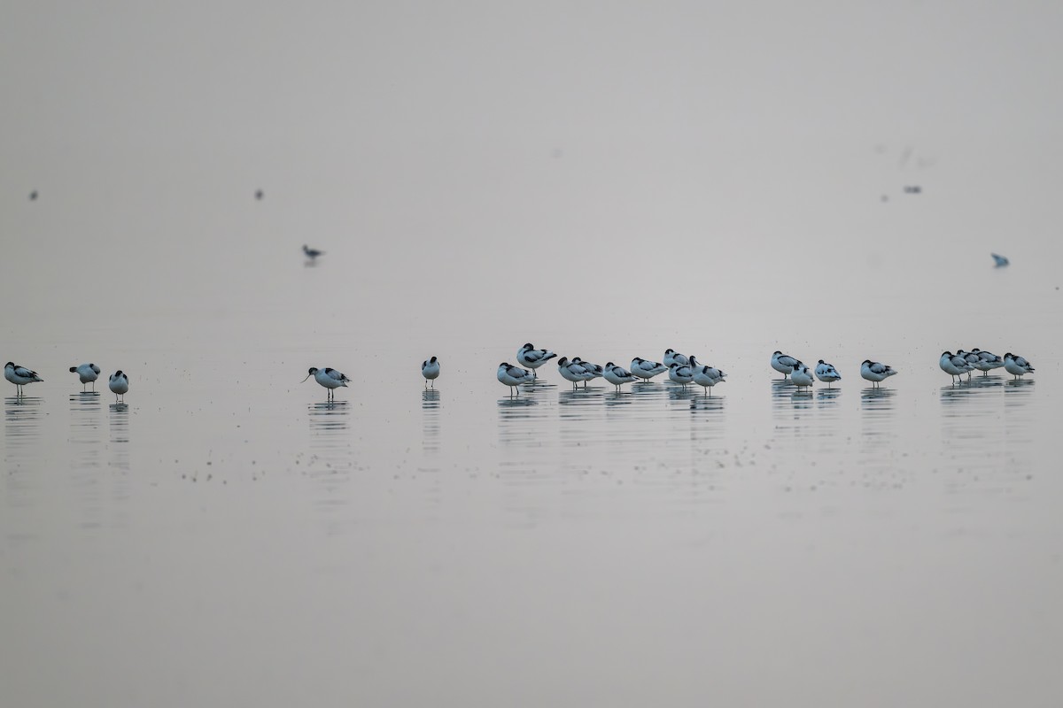 Kılıçgaga - ML646576636