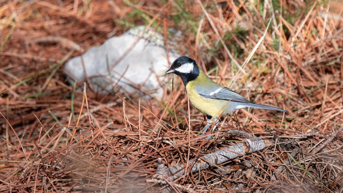 Carbonero Común (Euroasiático) - ML646576637