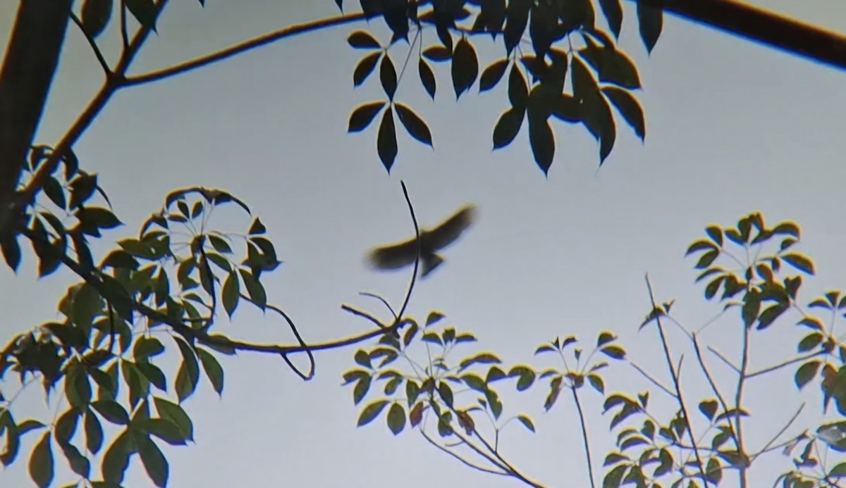 カオグロクマタカ - ML646576638