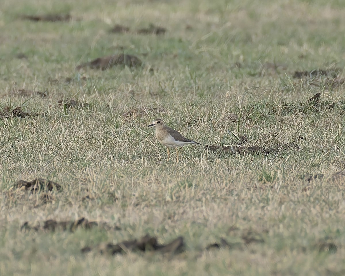 Восточный зуёк - ML646576639