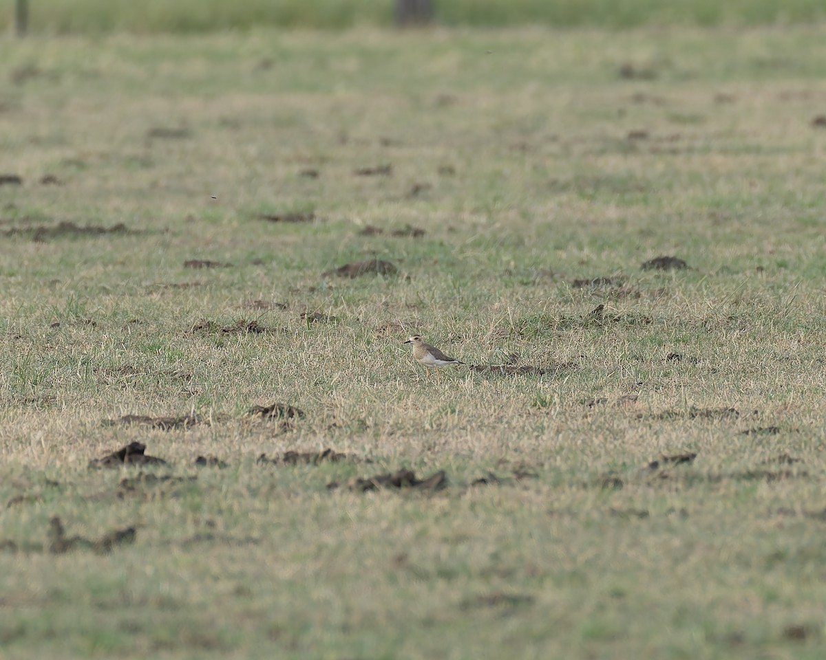 Восточный зуёк - ML646576640