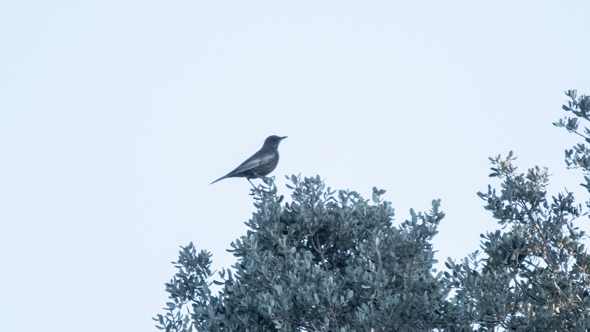 Mirlo Capiblanco - ML646576641