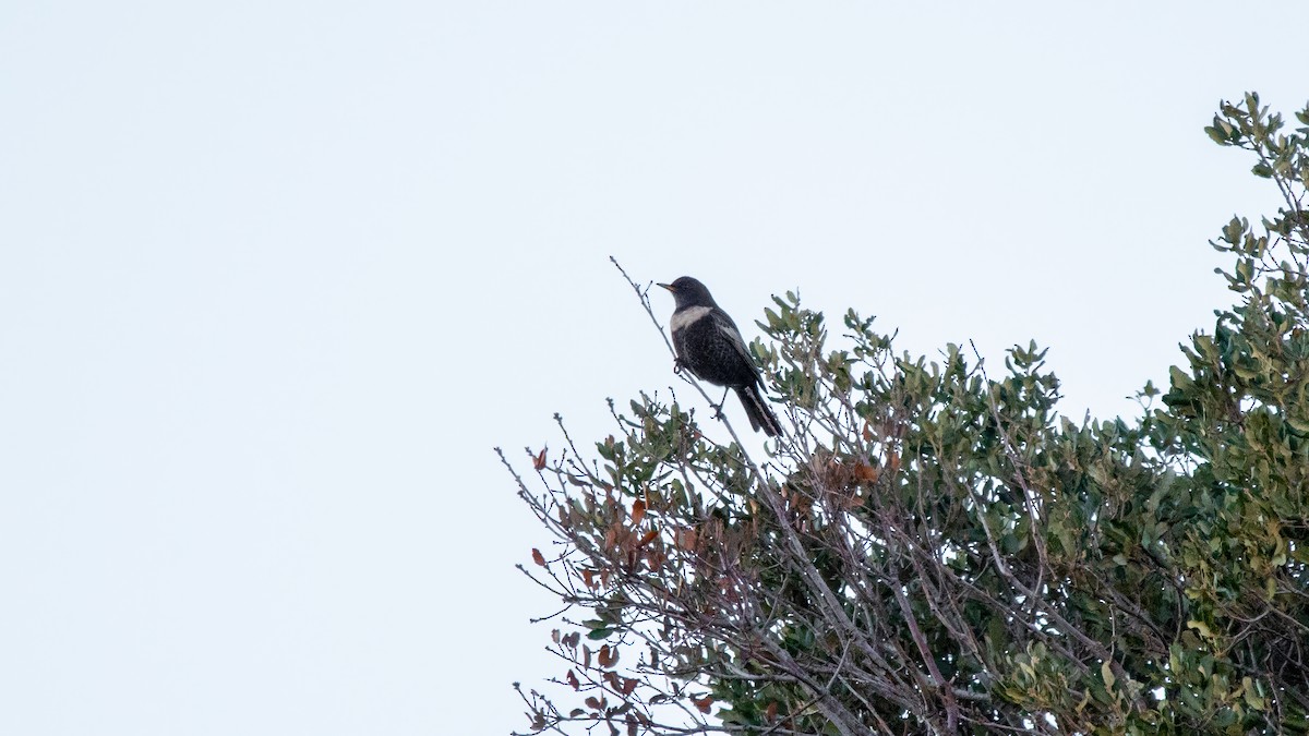 Mirlo Capiblanco - ML646576642