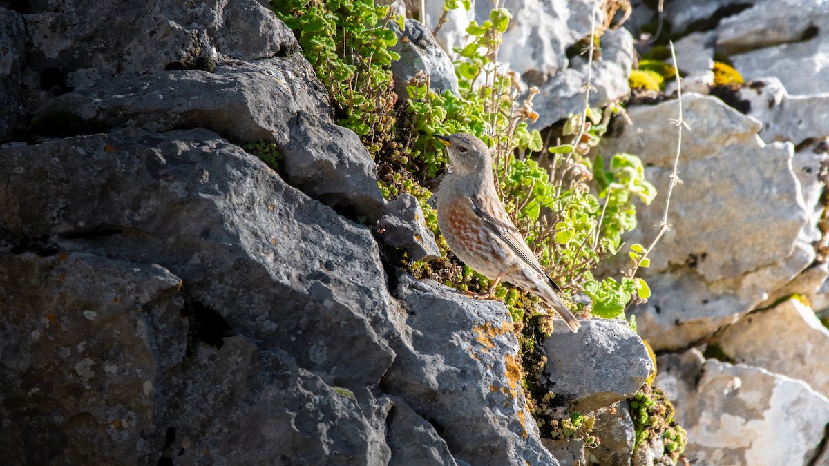 Acentor Alpino - ML646576644