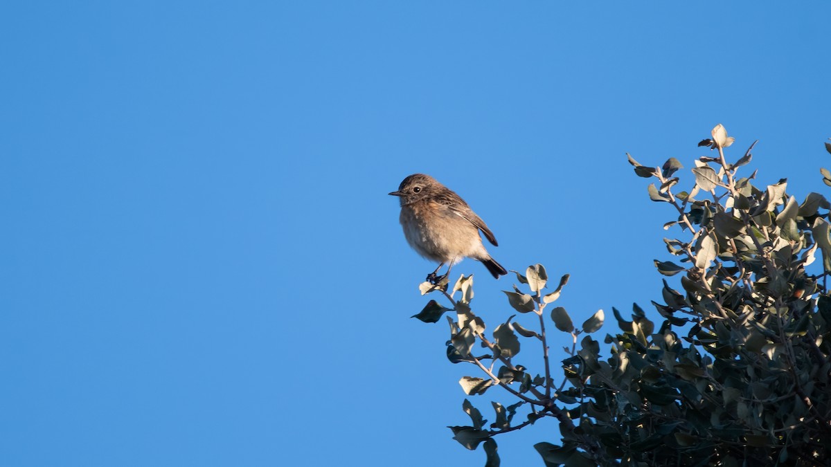 Tarabilla Europea - ML646576645