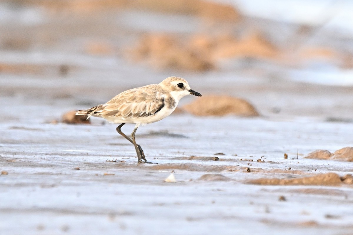 Tibetan Sand-Plover - ML646576646