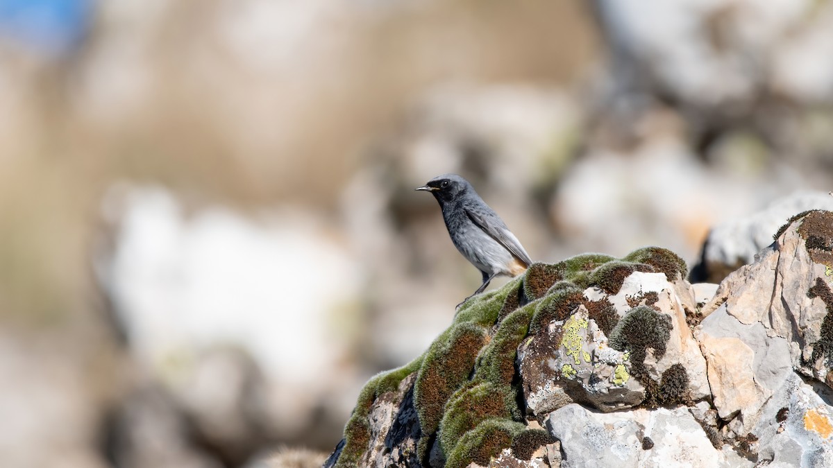 クロジョウビタキ（gibraltariensis／aterrimus） - ML646576647