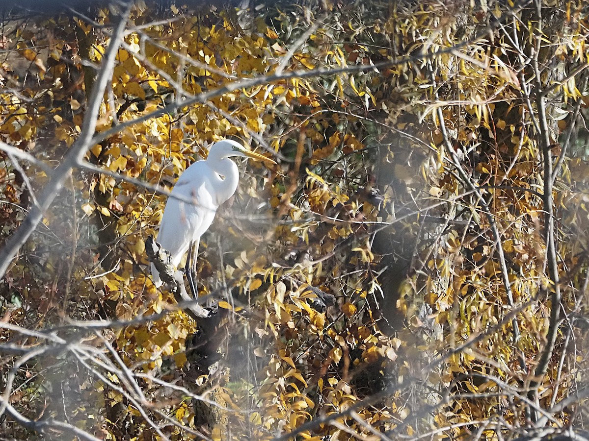 大白鷺 - ML646576648