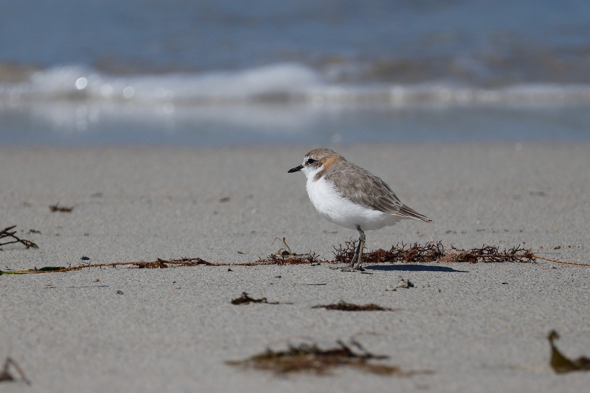 Red-capped Plover - ML646576649