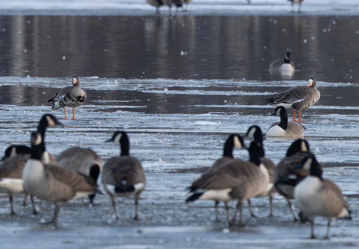 Белолобый гусь - ML646576650