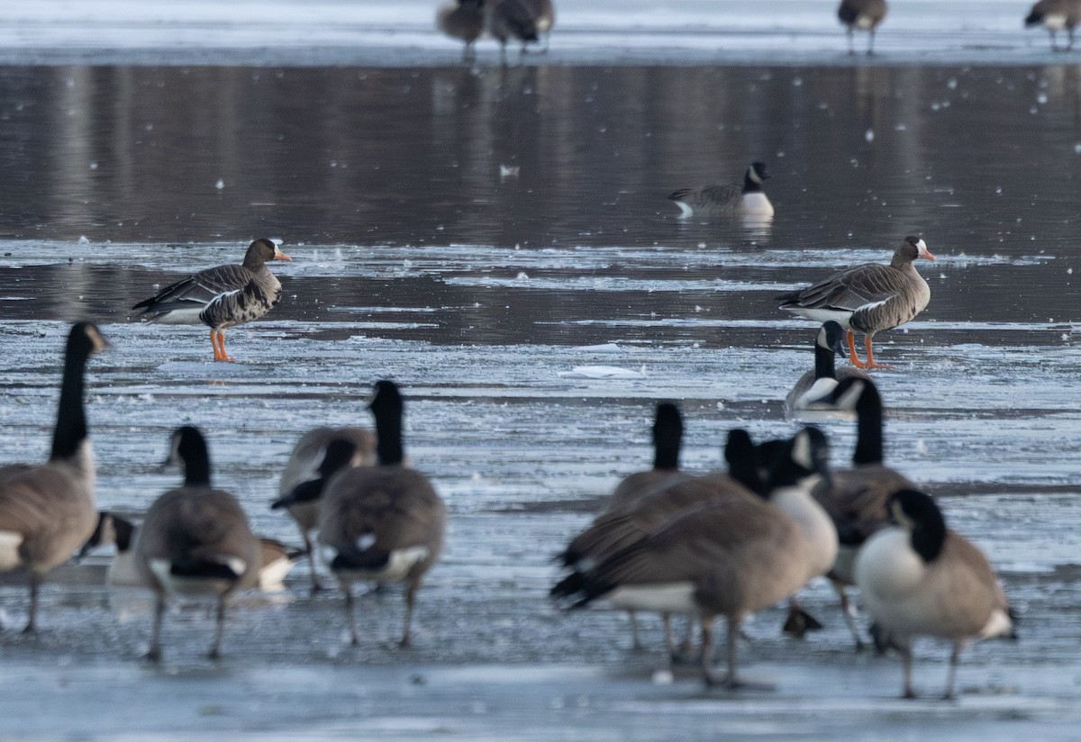 Белолобый гусь - ML646576651