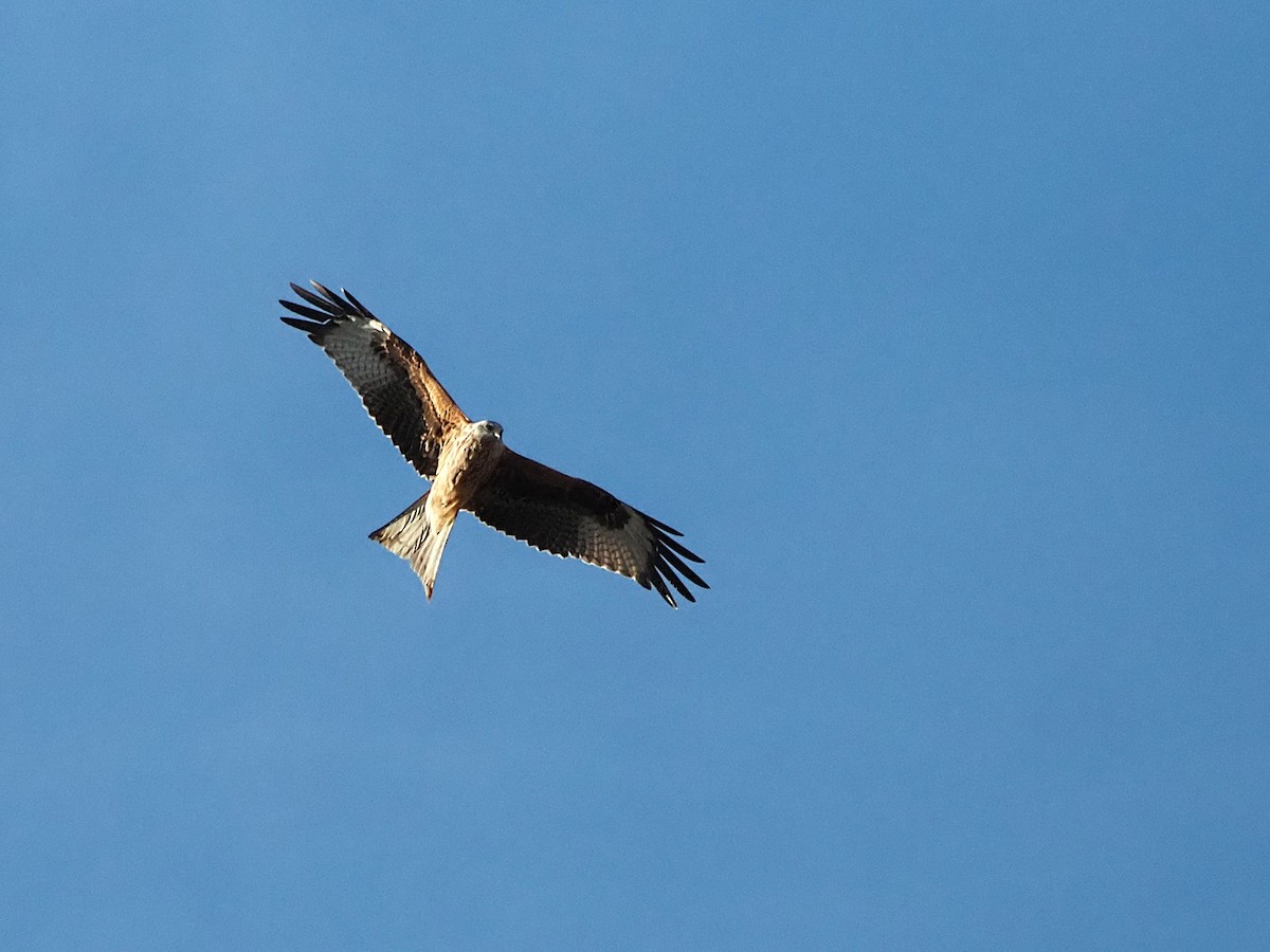 Red Kite - ML646576653