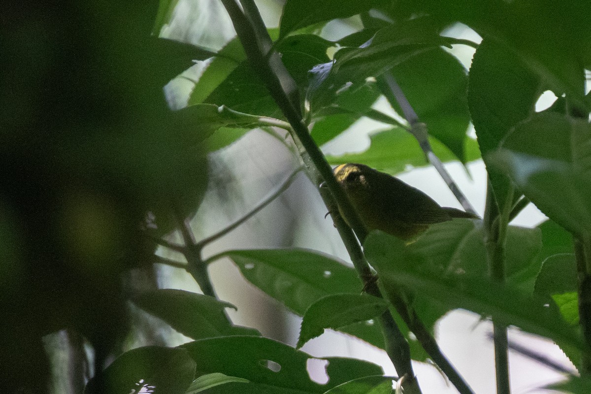 Choco Warbler - ML646576660