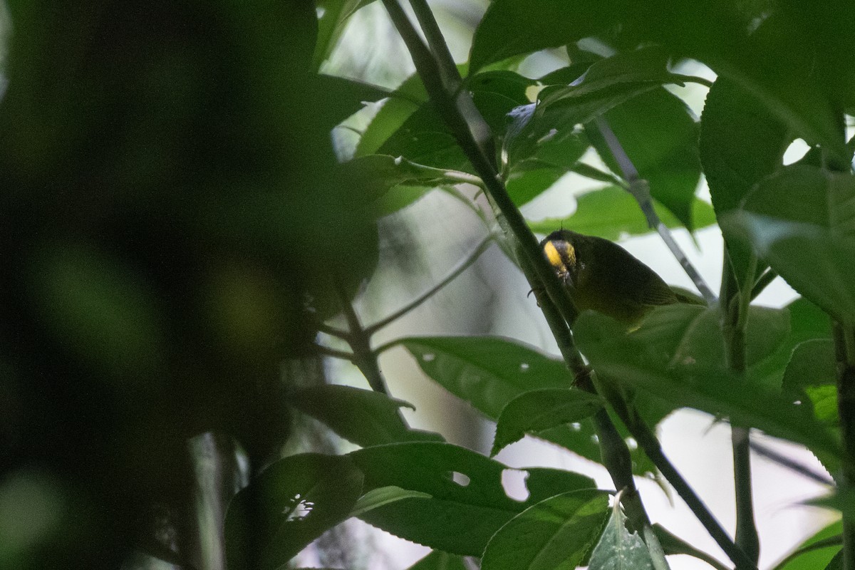 Choco Warbler - ML646576661